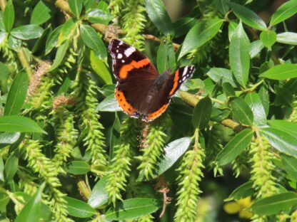 Bos- en Poldertocht - Afbeelding 8