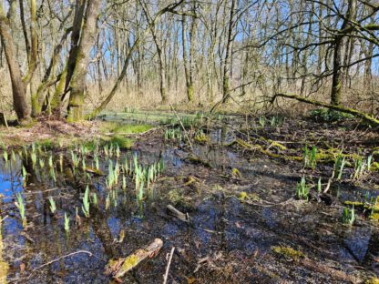 Bos- en Poldertocht - Afbeelding 10