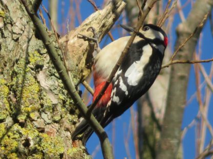 Bos- en Poldertocht - Afbeelding 15