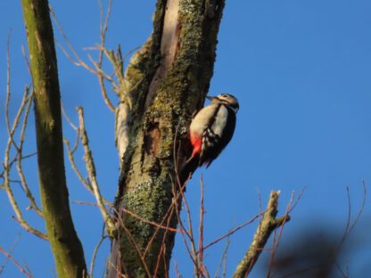 Bos- en Poldertocht - Afbeelding 18