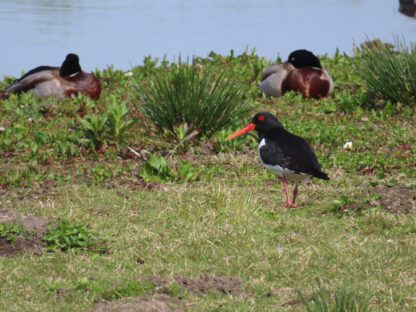 Bos- en Poldertocht - Afbeelding 20